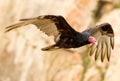 Turkey Vulture In Flight Royalty Free Stock Photo