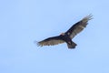 Turkey Vulture In Flight Royalty Free Stock Photo