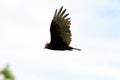 Turkey Vulture in Flight Royalty Free Stock Photo