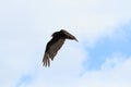 Turkey vulture in flight Royalty Free Stock Photo