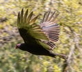 Turkey Vulture in Flight Royalty Free Stock Photo