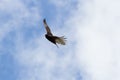 Turkey vulture in flight. Royalty Free Stock Photo