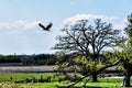 Turkey Vulture Flying in the Air