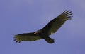 Turkey Vulture flying in blue sky Royalty Free Stock Photo