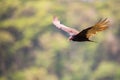 A turkey vulture in flight / close up