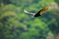 A turkey vulture in flight / close up