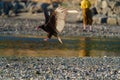 Turkey Vulture Flying At Seaside