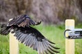 Turkey vulture flying in the sky Royalty Free Stock Photo