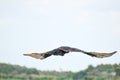 Turkey vulture flying in the sky Royalty Free Stock Photo