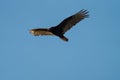 Turkey Vulture Flying In The Sky