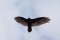 Turkey Vulture Flying In The Sky