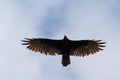 Turkey Vulture flying in the sky