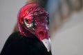 Turkey Vulture Head Shot Close-Up Royalty Free Stock Photo