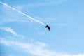 Turkey Vulture with Jetpack