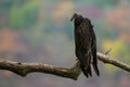 Turkey Vulture - Cathartes aura Royalty Free Stock Photo