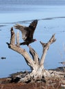 Turkey Vulture Landing Royalty Free Stock Photo