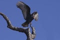 Turkey Vulture Royalty Free Stock Photo