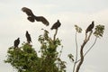 Turkey vulture landing in a group of buzzards in Florida. Royalty Free Stock Photo