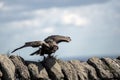 Turkey Vulture Royalty Free Stock Photo