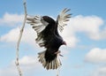 Turkey vulture landing on a tree branch. Royalty Free Stock Photo