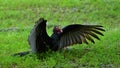 Turkey vulture landing with wings out and open Royalty Free Stock Photo