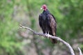 Turkey Vulture looking ahead Royalty Free Stock Photo