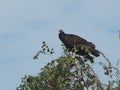 Turkey Vulture Looking for Prey