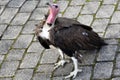 Turkey Vulture observes something intensely