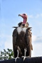 Turkey Vulture observes something intensely