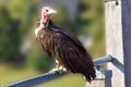 Turkey Vulture observes something intensely