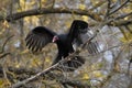 Turkey vulture perched on a branch of a dry tree with wide open wings Royalty Free Stock Photo