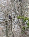 Turkey vulture perched in edge of forest