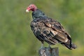 Turkey Vulture - Cathartes aura