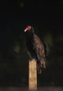 Turkey vulture perched on a fence post Royalty Free Stock Photo
