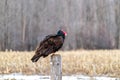 Turkey vulture perched on a fencepost Royalty Free Stock Photo