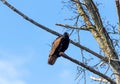Turkey vulture perched on limb
