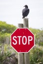 Turkey Vulture Perched on a Stop Sign Royalty Free Stock Photo
