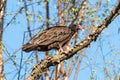 Perched Turkey Vulture