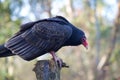 Turkey vulture perches on post at the Raptors, Duncan, BC Royalty Free Stock Photo