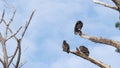 Turkey vulture, scavenger buzzard birds waiting hunting. California wildlife USA