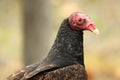 Turkey Vulture Portrait