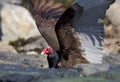 Turkey vulture on the rocks raises its wings to take flight Royalty Free Stock Photo