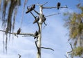 Turkey Vulture roost in dead cypress tree and Spanish Moss in swamp