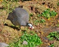 Turkey vulture scavenging Royalty Free Stock Photo