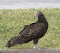 Turkey Vulture by Side of Road