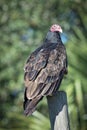 Turkey Vulture Royalty Free Stock Photo