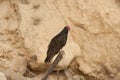 Turkey Vulture sitting against sand cliff