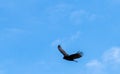 Turkey vulture soaring  against sky Royalty Free Stock Photo