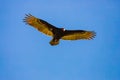 Turkey Vulture Soaring in blue sky. Royalty Free Stock Photo