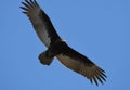 Turkey Vulture soaring in blue sky in the Okefenokee Swamp Wildlife Refuge Royalty Free Stock Photo
